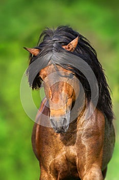 Bay stallion with long mane