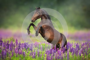 Horse in lupin flowers