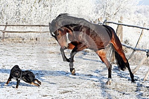 Bay stallion playing with a black dog