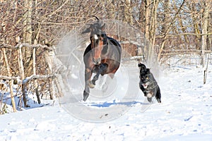 Bay stallion playing with a black dog