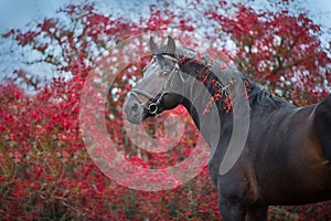 Bay stallion portrait  in autumn landscape