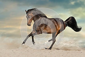 Bay stallion run on desert