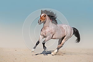 BAy stallion run gallop