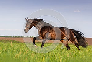 Bay stallion run gallop