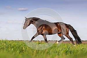 Bay stallion run gallop