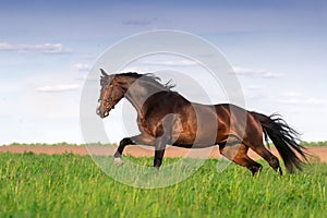 Bay stallion run gallop