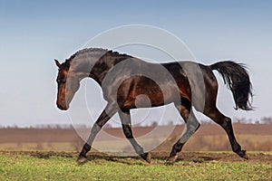 Bay stallion run photo