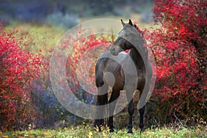 Bay stallion in autumn berry trees