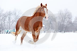 Bay stallion trotting on winter field