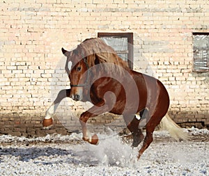 Bay stallion on walk