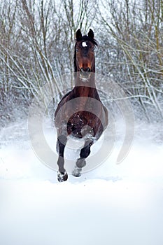 Bay stallion on white snow