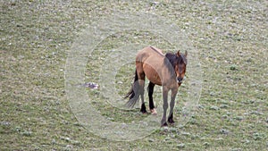 Bay stallion wild horse with dorsal stripe in the central Rocky mountains of the western USA
