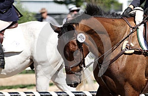 Bay thoroughbred event horse