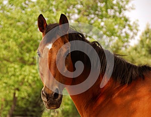 Bay thoroughbred horse in summer