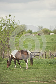 Bay tobiano mare grazing