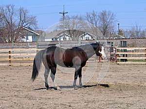 Bay tobiano stallion