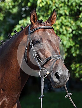 Bay Trakehner Horse with classic bridle