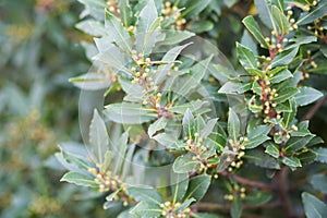 Bay tree growing in autumn garden, nature beackground with copyspace. Aromatic condiment. Spice