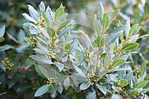 Bay tree growing in autumn garden, nature beackground with copyspace. Aromatic condiment. Spice