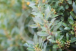 Bay tree growing in autumn garden, nature beackground with copyspace. Aromatic condiment. Spice