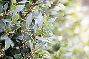 Bay tree growing in autumn garden, nature beackground. Aromatic condiment. Spice