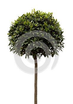 Bay tree Laurus Nobilis