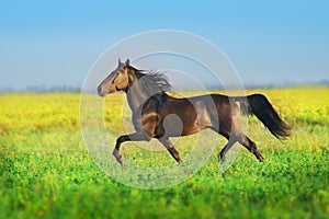 Bay trotter stallion photo