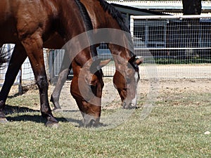 Bay warmblood horses grazing