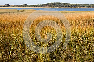 Welfleet bay, Cape Cod