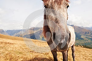 A bay and white colored horse with a long Blonde mane