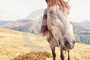 A bay and white colored horse with a long Blonde mane