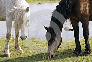 Bay and white horse graze on a green lawn