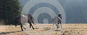 Bay Wild Horse Stallion chasing a black stallion while fighting in the Pryor Mountains Wild Horse Range in Montana USA