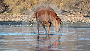 Bay wild horse stallion grazing on water grass in the Salt River in Arizona USA