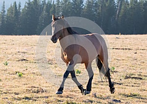 Bay wild horse stallion running in the Pryor Mountains Wild Horse Range on the border of Wyoming and Montana USA