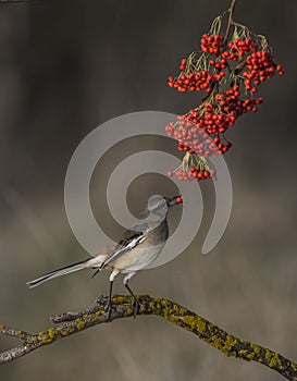 Bay winged Cowbird
