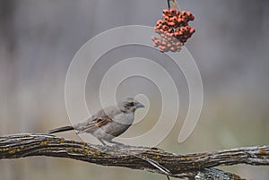 Bay winged Cowbird
