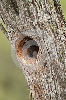 Bay winged Cowbird nest in Calden forest environment, photo