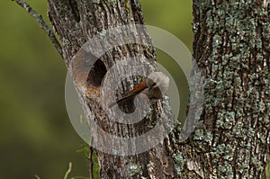 Bay winged Cowbird nesting, in Calden forest environment, photo