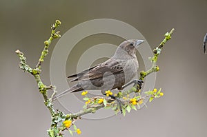 Bay winged Cowbird nesting, in Calden forest environment, photo