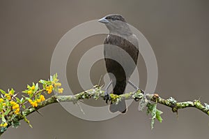 Bay winged Cowbird nesting, in Calden forest environment photo