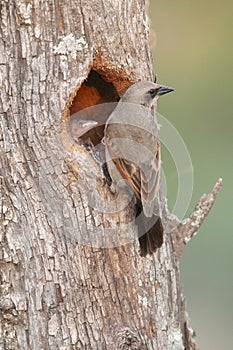 Bay winged Cowbird nesting, in Calden forest environment, photo