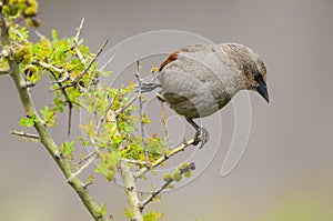 Bay winged Cowbird nesting, in Calden forest environment, La Pampa photo