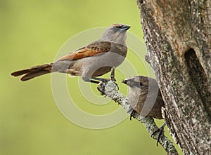 Bay winged Cowbird nesting, in Calden forest environment photo