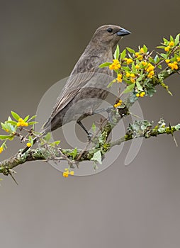 Bay winged Cowbird nesting, in Calden forest environment, photo