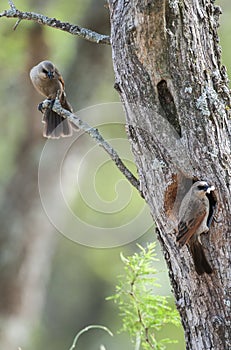 Bay winged Cowbird nesting, in Calden forest environment, photo