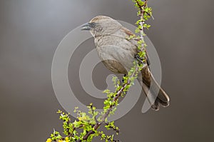 Bay winged Cowbird nesting, in Calden forest environment photo