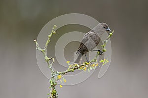 Bay winged Cowbird nesting, in Calden forest environment, photo