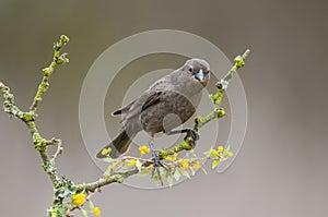 Bay winged Cowbird nesting, in Calden forest environment, photo