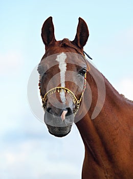 Bay wonderful arabian stallion at sky background